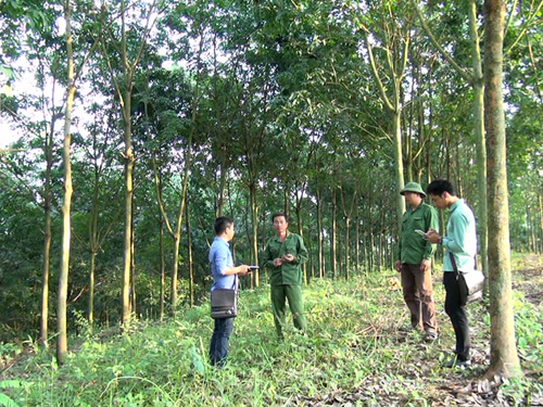 Trồng cao su - Từ chính sách đến thực hiện